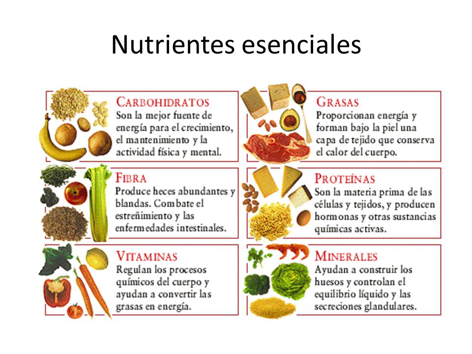 Nuestra Comunidad Nutrientes Esenciales